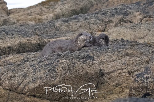 06 October 2026 - Blackwater foot, Isle of Arran - Otter