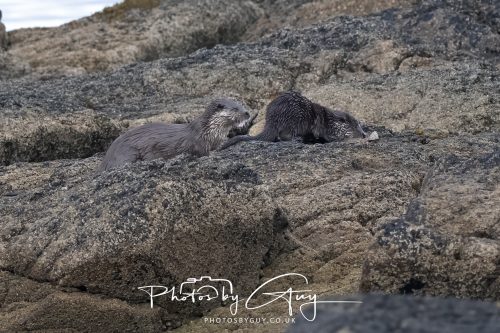 06 October 2026 - Blackwater foot, Isle of Arran - Otter