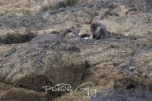 06 October 2026 - Blackwater foot, Isle of Arran - Otter