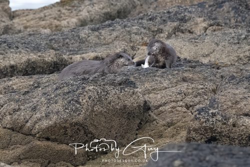 06 October 2026 - Blackwater foot, Isle of Arran - Otter
