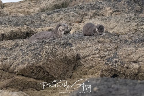 06 October 2026 - Blackwater foot, Isle of Arran - Otter