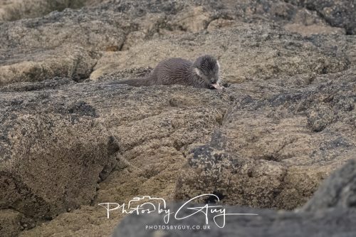 06 October 2026 - Blackwater foot, Isle of Arran - Otter