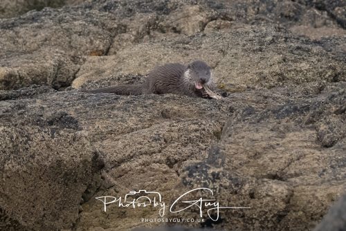 06 October 2026 - Blackwater foot, Isle of Arran - Otter