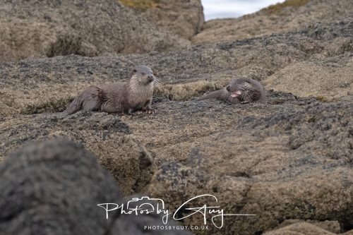06 October 2026 - Blackwater foot, Isle of Arran - Otter