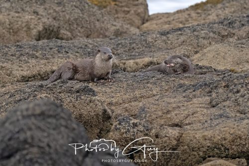 06 October 2026 - Blackwater foot, Isle of Arran - Otter