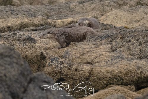 06 October 2026 - Blackwater foot, Isle of Arran - Otter
