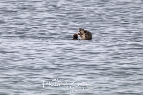 06 October 2026 - Blackwaterfoot , Isle of Arran, Scotland - Female Otter