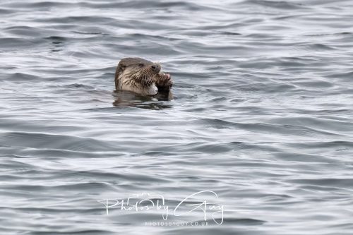 06 October 2026 - Blackwaterfoot , Isle of Arran, Scotland - Female Otter