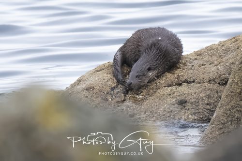 06 October 2026 - Blackwaterfoot , Isle of Arran, Scotland - Juvenile Otter