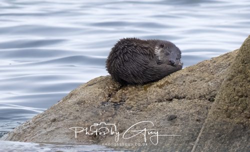 06 October 2026 - Blackwaterfoot , Isle of Arran, Scotland - Juvenile Otter