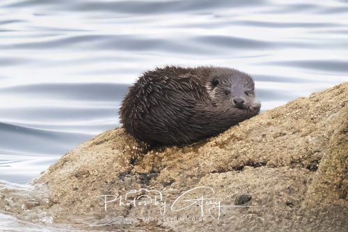 06 October 2026 - Blackwaterfoot , Isle of Arran, Scotland - Juvenile Otter