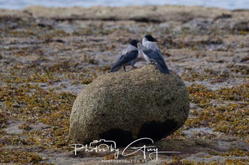 06 October 2026 - Blackwaterfoot , Isle of Arran, Scotland -Hooded Crows