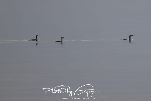 06 October 2026 - Blackwaterfoot , Isle of Arran, Scotland -Red Throated Divers