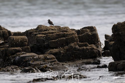 06 October 2026 - Blackwaterfoot , Isle of Arran, Scotland -Redshank