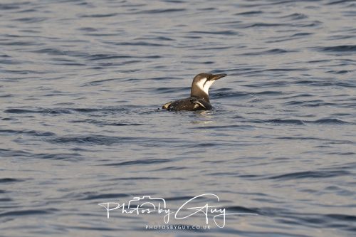 06 October 2026 - Kingscross , Isle of Arran, Scotland - Guillemot 