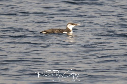 06 October 2026 - Kingscross , Isle of Arran, Scotland - Guillemot 