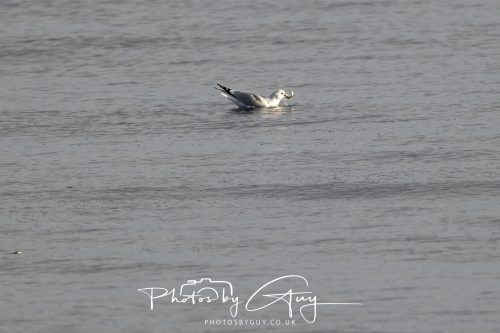 06 October 2026 - Kingscross , Isle of Arran, Scotland - Common Gull eating a fish