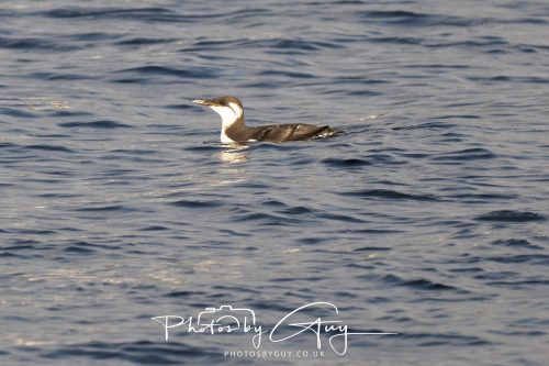 06 October 2026 - Kingscross , Isle of Arran, Scotland - Guillemot 