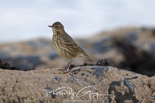 06 October 2026 - Kingscross , Isle of Arran, Scotland - Rock Pipit