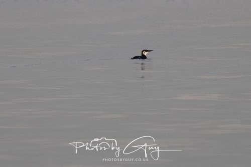 06 October 2026 - Kingscross , Isle of Arran, Scotland - Guillemot 