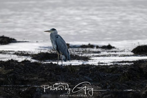06 October 2026 - Kingscross , Isle of Arran, Scotland - Grey Heron