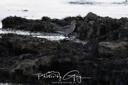 06 October 2026 - Kingscross , Isle of Arran, Scotland - Whimbrel
