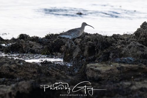 06 October 2026 - Kingscross , Isle of Arran, Scotland - Whimbrel