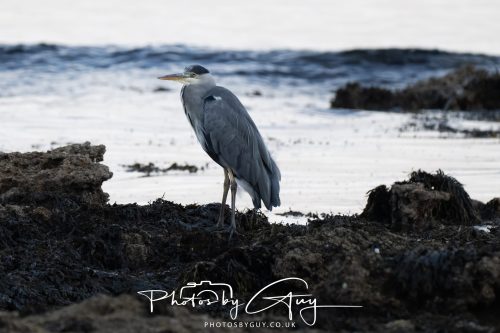06 October 2026 - Kingscross , Isle of Arran, Scotland - Grey Heron