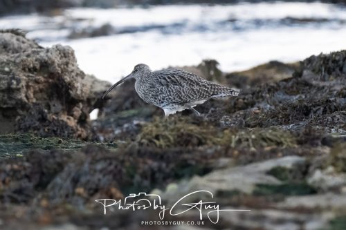 06 October 2026 - Kingscross , Isle of Arran, Scotland - Whimbrel