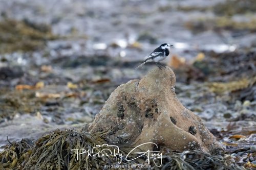 06 October 2026 - Kingscross , Isle of Arran, Scotland - Grey Wagtail