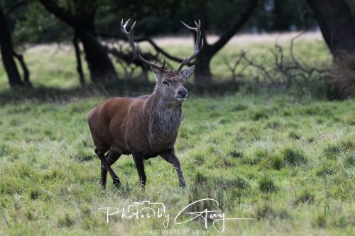 07 October 2026 - Isle of Arran, Lochranza - Red Deer Stag