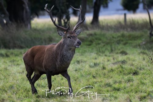 07 October 2026 - Isle of Arran, Lochranza - Red Deer Stag