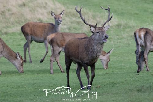 07 October 2026 - Isle of Arran, Lochranza - Red Deer Stag