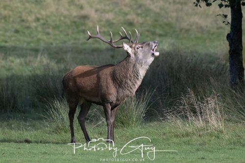07 October 2026 - Isle of Arran, Lochranza - Red Deer Stag