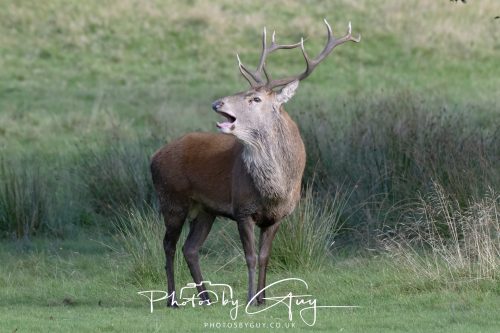 07 October 2026 - Isle of Arran, Lochranza - Red Deer Stag