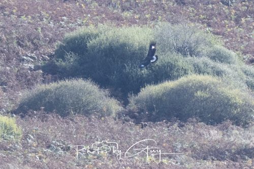 07 October 2026 - Isle of Arran, Close to Lamlash - Golden Eagle