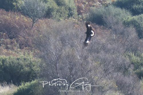 07 October 2026 - Isle of Arran, Close to Lamlash - Golden Eagle