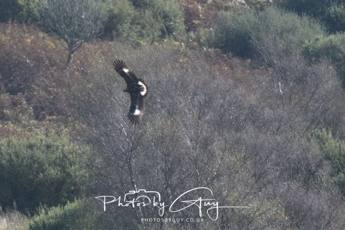 07 October 2026 - Isle of Arran, Close to Lamlash - Golden Eagle