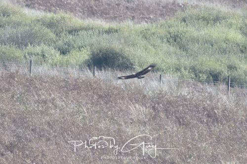 07 October 2026 - Isle of Arran, Close to Lamlash - Golden Eagle