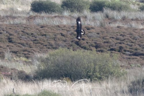 07 October 2026 - Isle of Arran, Close to Lamlash - Golden Eagle