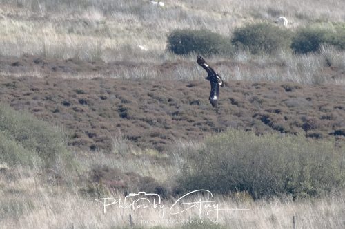 07 October 2026 - Isle of Arran, Close to Lamlash - Golden Eagle