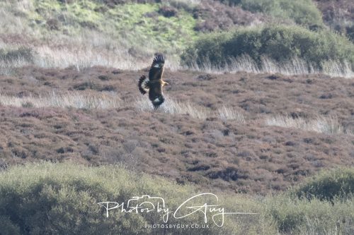 07 October 2026 - Isle of Arran, Close to Lamlash - Golden Eagle