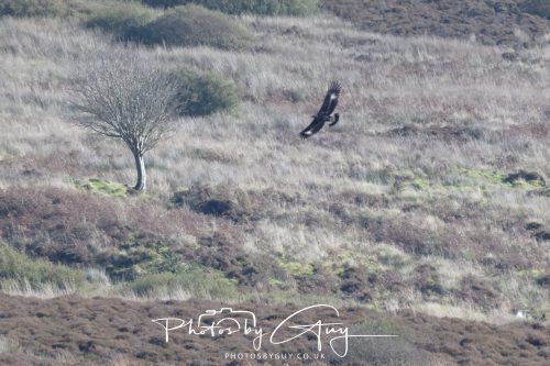 07 October 2026 - Isle of Arran, Close to Lamlash - Golden Eagle