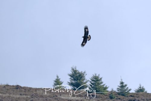 07 October 2026 - Isle of Arran, Close to Lamlash - Golden Eagle