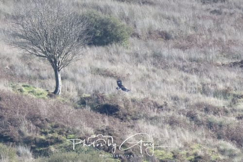 07 October 2026 - Isle of Arran, Close to Lamlash - Golden Eagle