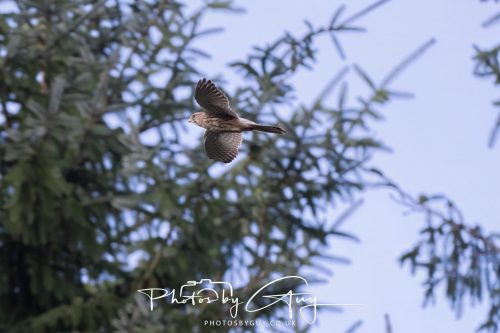 07 October 2026 - Isle of Arran, Close to Lamlash - Kestrel