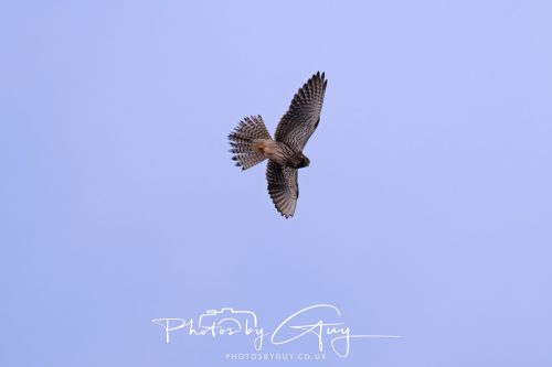 07 October 2026 - Isle of Arran, Close to Lamlash - Kestrel