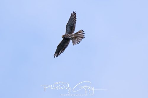 07 October 2026 - Isle of Arran, Close to Lamlash - Kestrel