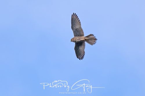 07 October 2026 - Isle of Arran, Close to Lamlash - Kestrel