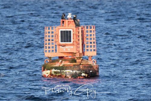 08 October 2026 - Kingscross, Isle of Arran, Scotland - Cormorant